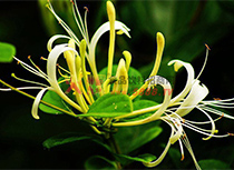 Ұ��������